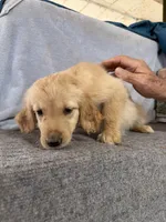 Girl 3, a female Golden Retriever for sale in Gilbert, AZ – Photo 4 of 4