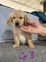 Girl 3, a female Golden Retriever for sale in Gilbert, AZ – Photo 2 of 4