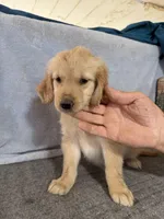 Girl 3, a female Golden Retriever for sale in Gilbert, AZ – Photo 3 of 4