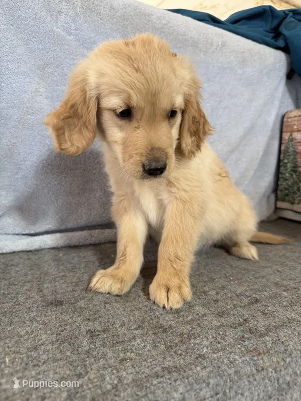Girl 3 – Golden Retriever puppy for sale in Gilbert, AZ