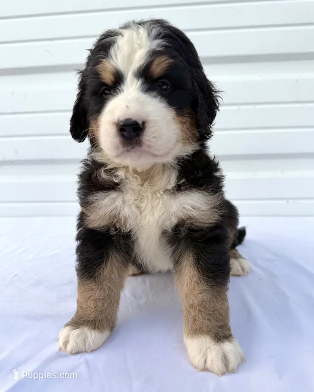 Mercedes Yellow Girl 💛 – Bernese Mountain Dog, Bernedoodle puppy for sale in Byron Center, MI