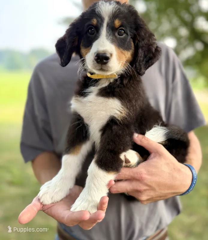 Yellow Girl 💛 – Bernese Mountain Dog, Poodle - Standard  puppy for sale in Byron Center, MI