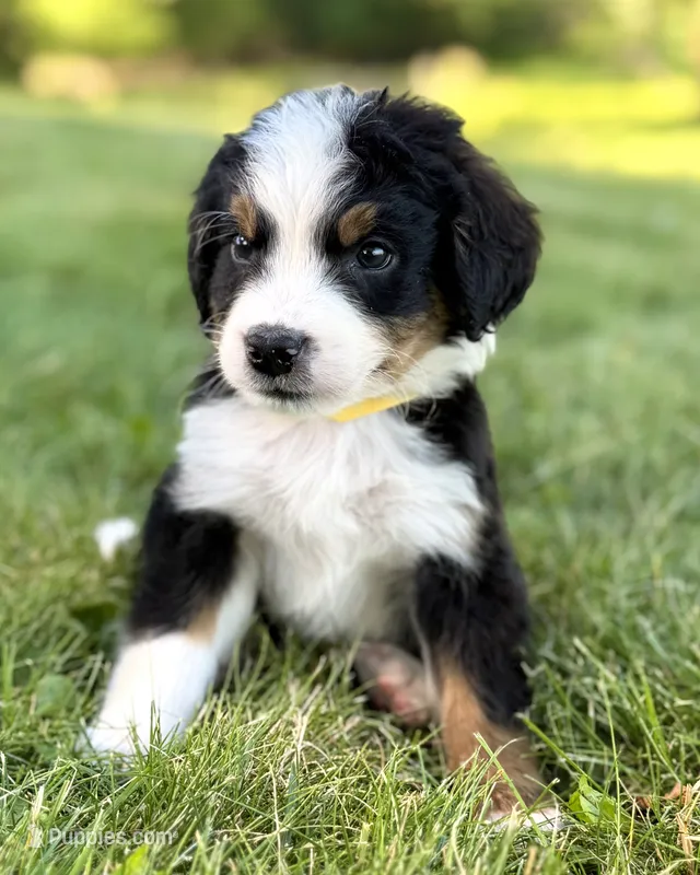 Yellow Boy 💛 – Bernese Mountain Dog, Poodle - Standard  puppy for sale in Byron Center, MI
