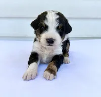 Yellow Boy 💛, a female Bernese Mountain Dog and Poodle - Standard  for sale in Byron Center, MI – 3 of 6