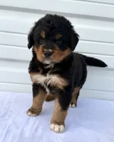 Mercedes Green Girl 💚, a female Bernese Mountain Dog and Bernedoodle for sale in Byron Center, MI – 4 of 4