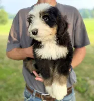 Orange Girl 🧡, a female Bernese Mountain Dog and Poodle - Standard  for sale in Byron Center, MI – 2 of 2