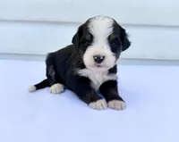 Red Boy ♥️, a female Bernese Mountain Dog and Poodle - Standard  for sale in Byron Center, MI – 2 of 6