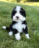 Blue Girl 🩵, a female Bernese Mountain Dog and Poodle - Standard  for sale in Byron Center, MI – 2 of 4
