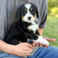 Yellow Girl 💛, a female Bernese Mountain Dog and Poodle - Standard  for sale in Byron Center, MI – 2 of 3