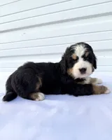 Mercedes Yellow Girl 💛, a female Bernese Mountain Dog and Bernedoodle for sale in Byron Center, MI – 2 of 4
