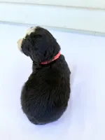 Red Girl ♥️, a female Bernese Mountain Dog and Poodle - Standard  for sale in Byron Center, MI – 6 of 6