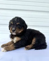 Mercedes Red Boy ♥️, a male Bernese Mountain Dog and Bernedoodle for sale in Byron Center, MI – 5 of 5