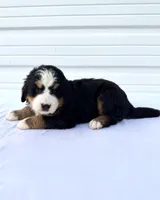 Mercedes Yellow Girl 💛, a female Bernese Mountain Dog and Bernedoodle for sale in Byron Center, MI – 3 of 4