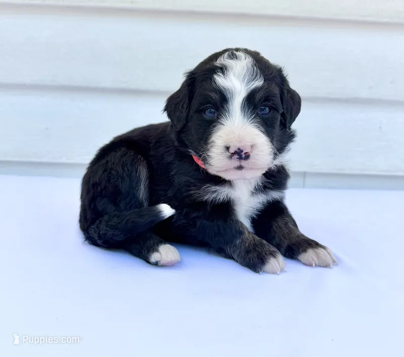 Red Girl ♥️ – Bernese Mountain Dog, Poodle - Standard  puppy for sale in Byron Center, MI