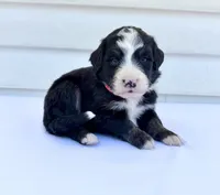 Red Girl ♥️, a female Bernese Mountain Dog and Poodle - Standard  for sale in Byron Center, MI – 1 of 6
