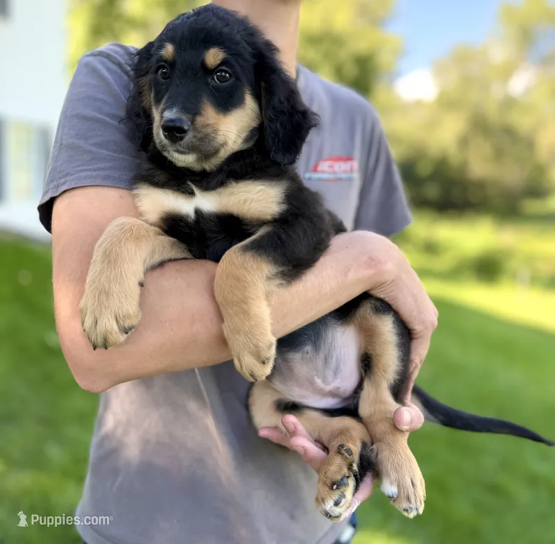 Duker Red Girl F1 Bernedoodle ♥️ – Bernese Mountain Dog, Bernedoodle puppy for sale in Byron Center, MI