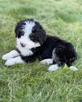 Blue Girl 🩵, a female Bernese Mountain Dog and Poodle - Standard  for sale in Byron Center, MI – 3 of 4