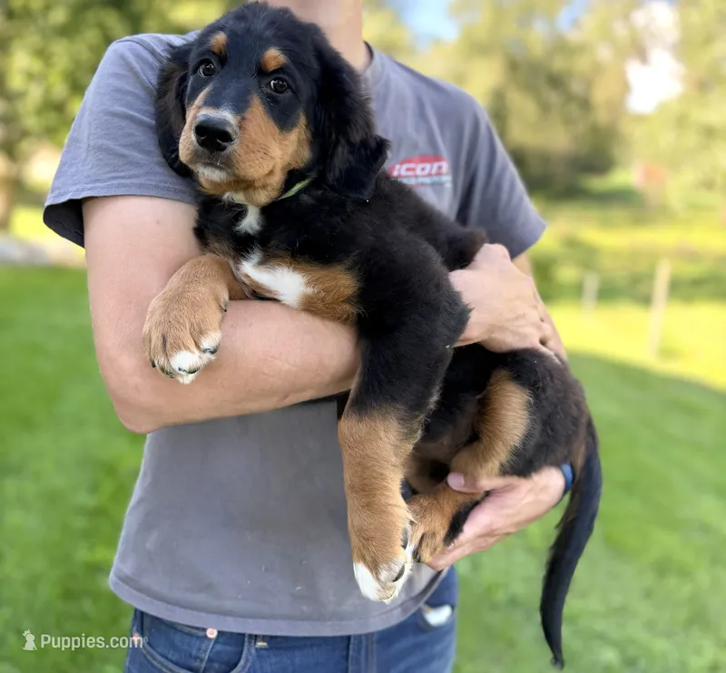 Mercedes Green Girl Ultra Bernedoodle 💚 – Bernese Mountain Dog, Bernedoodle puppy for sale in Byron Center, MI