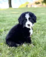 Red Girl ♥️, a female Bernese Mountain Dog and Poodle - Standard  for sale in Byron Center, MI – 5 of 5