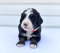 Red Girl ♥️, a female Bernese Mountain Dog and Poodle - Standard  for sale in Byron Center, MI – 2 of 6