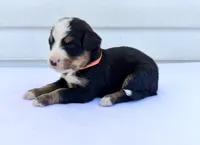 Orange Boy 🧡, a female Bernese Mountain Dog and Poodle - Standard  for sale in Byron Center, MI – 3 of 6