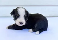 Red Boy ♥️, a female Bernese Mountain Dog and Poodle - Standard  for sale in Byron Center, MI – 4 of 6