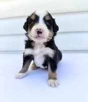 Green Boy 💚, a female Bernese Mountain Dog and Poodle - Standard  for sale in Byron Center, MI – 5 of 6