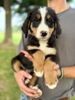 Orange Boy Ultra Bernedoodle 🧡, a male Bernese Mountain Dog and Poodle - Standard  for sale in Byron Center, MI – 1 of 2