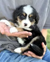 Green Boy 💚, a male Bernese Mountain Dog and Poodle - Standard  for sale in Byron Center, MI – 3 of 4