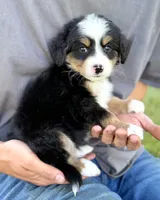 Green Boy 💚, a male Bernese Mountain Dog and Poodle - Standard  for sale in Byron Center, MI – 2 of 4