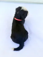 Red Boy ♥️, a female Bernese Mountain Dog and Poodle - Standard  for sale in Byron Center, MI – 6 of 6