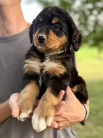 Mercedes Green Girl Ultra Bernedoodle 💚, a female Bernese Mountain Dog and Bernedoodle for sale in Byron Center, MI – 2 of 3