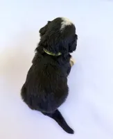 Green Boy 💚, a female Bernese Mountain Dog and Poodle - Standard  for sale in Byron Center, MI – 6 of 6