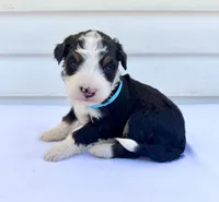 Blue Girl 🩵, a female Bernese Mountain Dog and Poodle - Standard  for sale in Byron Center, MI – 3 of 5