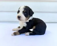 Yellow Boy 💛, a female Bernese Mountain Dog and Poodle - Standard  for sale in Byron Center, MI – 4 of 6