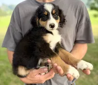 Green Boy Ultra Bernedoodle 💚, a male Bernese Mountain Dog and Poodle - Standard  for sale in Byron Center, MI – 2 of 2