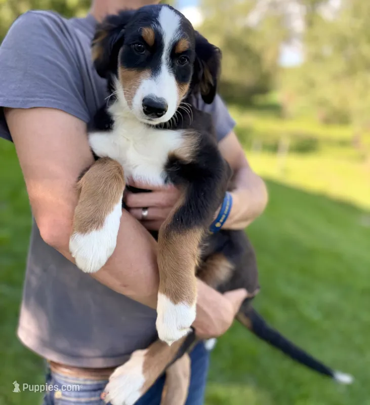 Green Boy Ultra Bernedoodle 💚 – Bernese Mountain Dog, Poodle - Standard  puppy for sale in Byron Center, MI