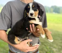 Orange Boy Ultra Bernedoodle 🧡, a male Bernese Mountain Dog and Poodle - Standard  for sale in Byron Center, MI – 2 of 2