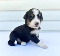 Yellow Girl 💛, a female Bernese Mountain Dog and Poodle - Standard  for sale in Byron Center, MI – 3 of 6