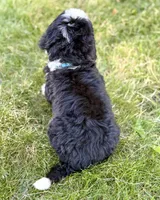Blue Girl 🩵, a female Bernese Mountain Dog and Poodle - Standard  for sale in Byron Center, MI – 4 of 4