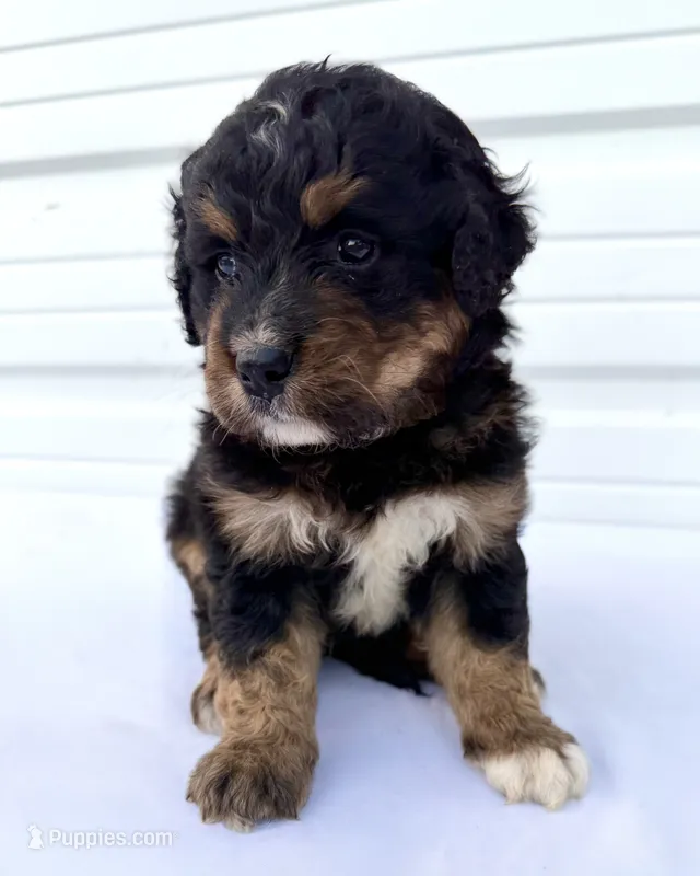 Mercedes Red Boy ♥️ – Bernese Mountain Dog, Bernedoodle puppy for sale in Byron Center, MI