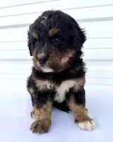 Mercedes Red Boy ♥️, a male Bernese Mountain Dog and Bernedoodle for sale in Byron Center, MI – 1 of 5