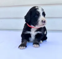 Red Girl ♥️, a female Bernese Mountain Dog and Poodle - Standard  for sale in Byron Center, MI – 3 of 6