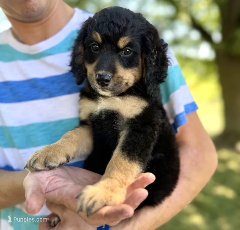 Duker Red Girl F1 Bernedoodle ♥️ – Bernese Mountain Dog, Bernedoodle puppy for sale in Byron Center, MI