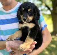 Duker Red Girl F1 Bernedoodle ♥️, a female Bernese Mountain Dog and Bernedoodle for sale in Byron Center, MI – 1 of 2