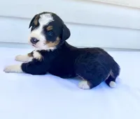 Yellow Girl 💛, a female Bernese Mountain Dog and Poodle - Standard  for sale in Byron Center, MI – 5 of 6