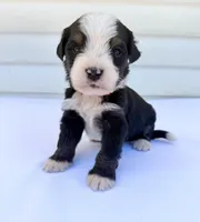 Red Boy ♥️, a female Bernese Mountain Dog and Poodle - Standard  for sale in Byron Center, MI – 3 of 6