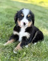 Orange Boy 🧡, a male Bernese Mountain Dog and Poodle - Standard  for sale in Byron Center, MI – 3 of 4