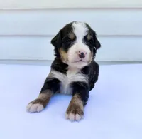 Orange Boy 🧡, a female Bernese Mountain Dog and Poodle - Standard  for sale in Byron Center, MI – 6 of 6