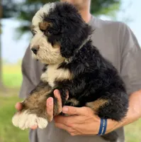 Mercedes White Boy 🤍, a male Bernese Mountain Dog and Bernedoodle for sale in Byron Center, MI – 2 of 2